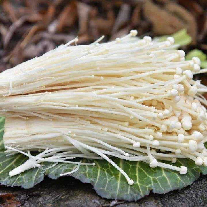 Residual Substances From Shiitake Mushroom Extraction & for Feed & for Fertilizer & Rich Organic Matter & Mushroom Residue