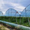 High Quality Durable Thin Anti-Rust Commercial Film Greenhouse for Seedling Nurseries