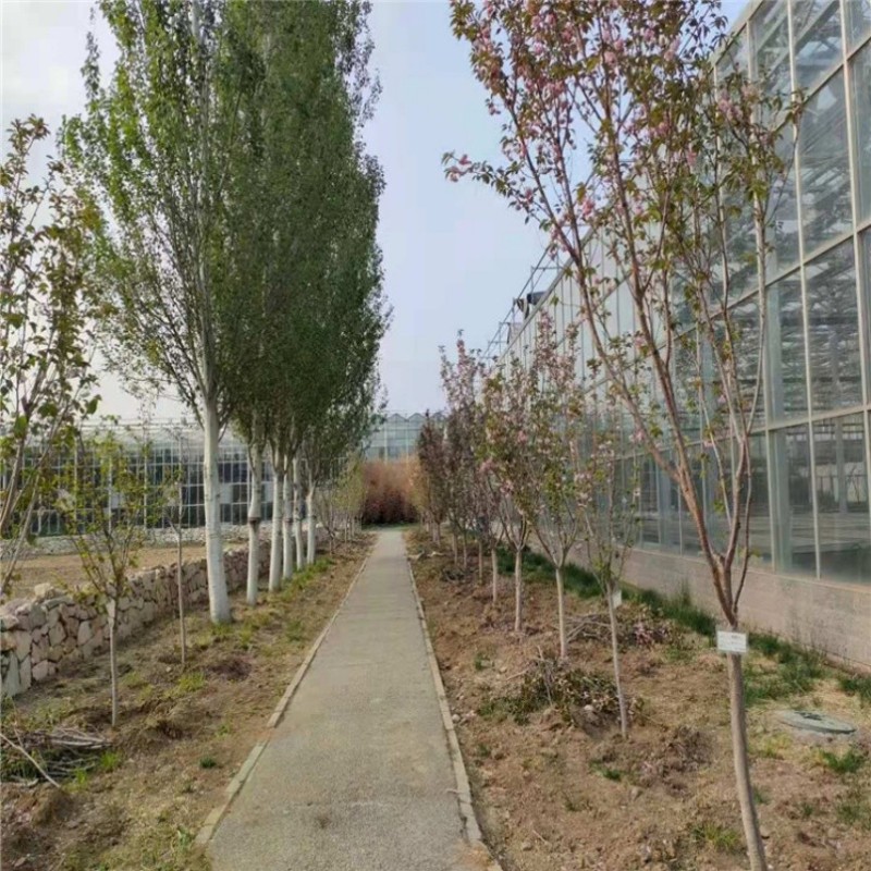 Sturdy Advanced Corrosion-Resistant Venlo Greenhouse with Enhanced Structural Integrity