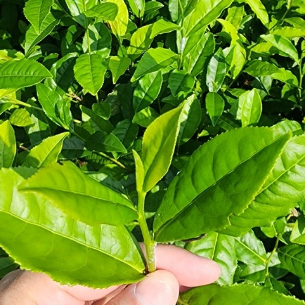 Napt Nabt 344403 9380 OEM Green Tea