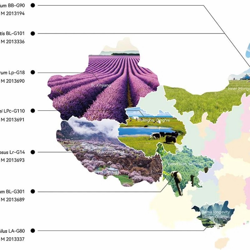 Hot Sale Factory 200 Billion Cfu/G Health Care Supplement Lactobacillus Acidophilus Probiotics