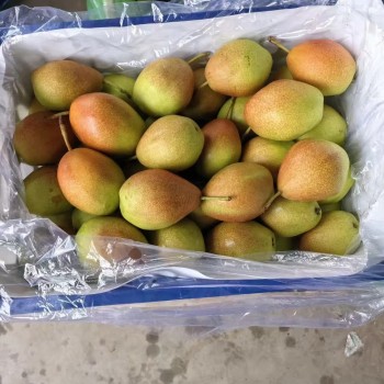 China Fresh Pears Hot Saleing to The World