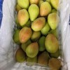 China Fresh Pears Hot Saleing to The World