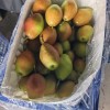 China Fresh Pears Hot Saleing to The World