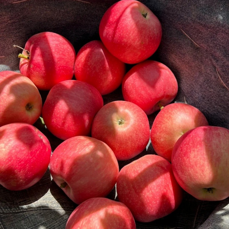 High-Quality Apples Made in China, Direct Supply/Fresh Apple