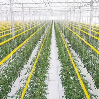 Free Sample Giant Sticky Pest Fly Trap Roll