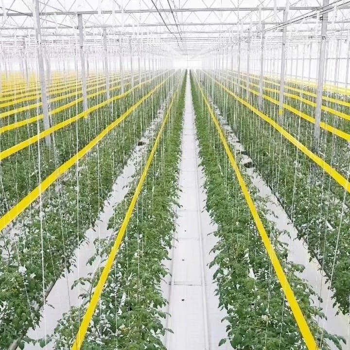 Free Sample Giant Sticky Pest Fly Trap Roll