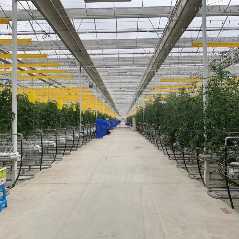 Free Sample Giant Sticky Pest Fly Trap Roll