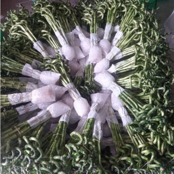 Healthy Plants Straight & Curly & Spiral Lucky Bamboo Stick Water Bonsai Home Decoration