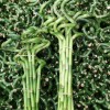 Healthy Plants Straight & Curly & Spiral Lucky Bamboo Stick Water Bonsai Home Decoration