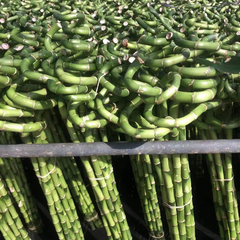 Healthy Plants Straight & Curly & Spiral Lucky Bamboo Stick Water Bonsai Home Decoration