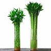 Healthy Plants Straight & Curly & Spiral Lucky Bamboo Stick Water Bonsai Home Decoration