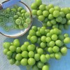 Juicy Shine Muscat Grape - Grade 1 Organic Sweetness Flavor