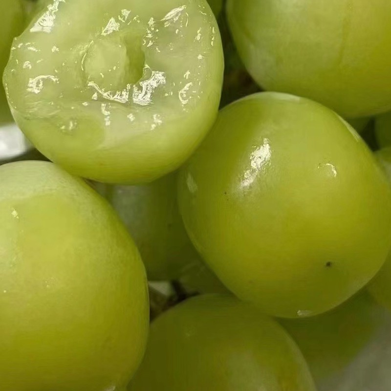 Juicy Shine Muscat Grape - Grade 1 Organic Sweetness Flavor