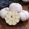 China Fresh Garlic Export