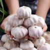 China Fresh Garlic Export