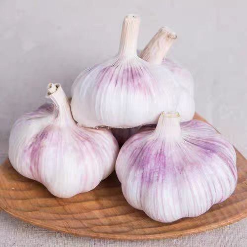 China Fresh Garlic Export