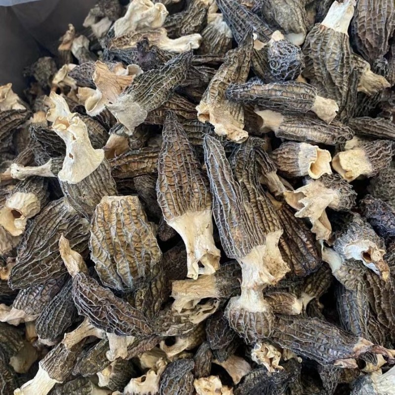 Premium Dry Dehydrated Morchella Mushroom