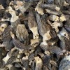Premium Dry Dehydrated Morchella Mushroom