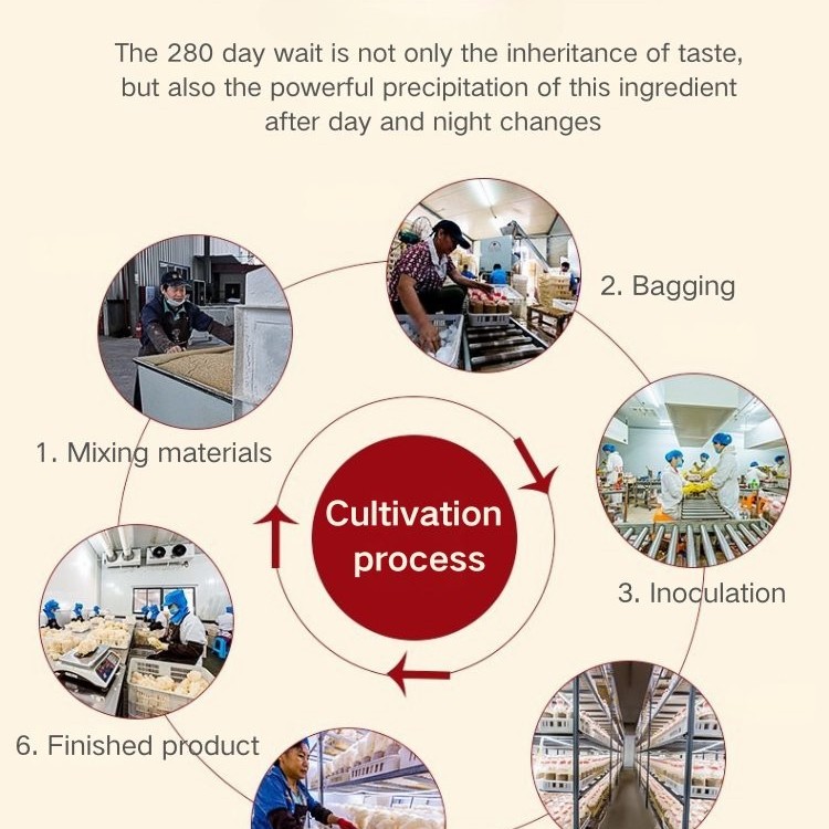 Premium Sparassis Crispa Dried Mushroom Gift Box - Nutritious and Healthy Dried Mushrooms