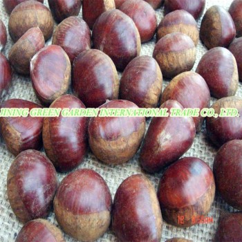 New Season Export Professional Chinese Fresh Chestnut for Roasted
