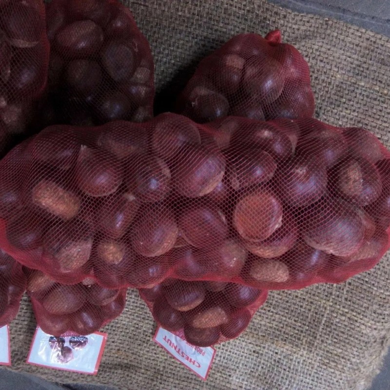 New Season Export Professional Chinese Fresh Chestnut for Roasted