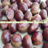 New Season Export Professional Chinese Fresh Chestnut for Roasted
