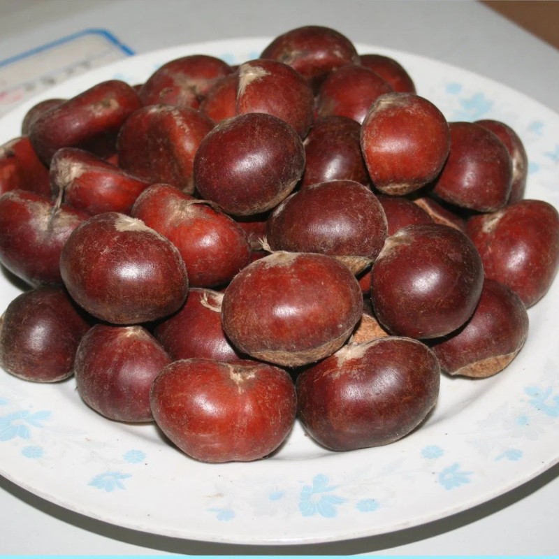 New Season Export Professional Chinese Fresh Chestnut for Roasted
