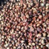 New Season Export Professional Chinese Fresh Chestnut for Roasted