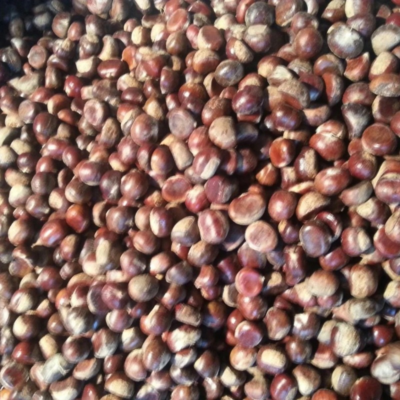 New Season Export Professional Chinese Fresh Chestnut for Roasted