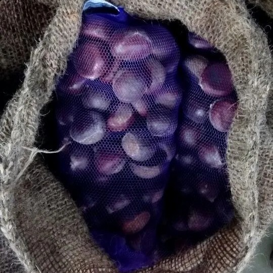 New Season Export Professional Chinese Fresh Chestnut for Roasted