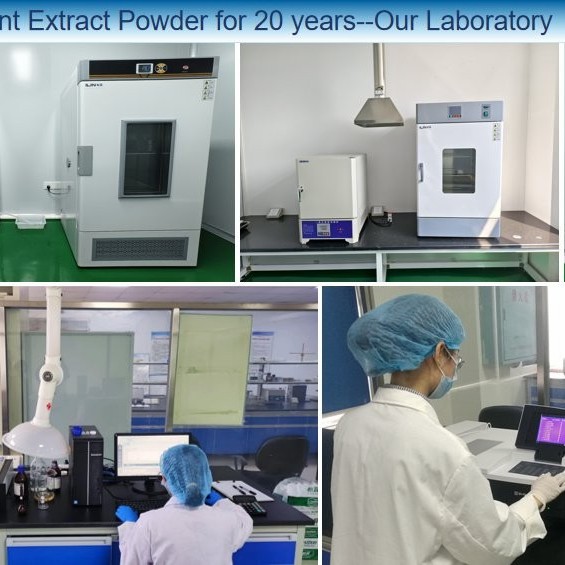 Best Price Good Solubility Free Smple Cold Soluble Tea Powder Instant Black Tea Extract Powder for Beverage