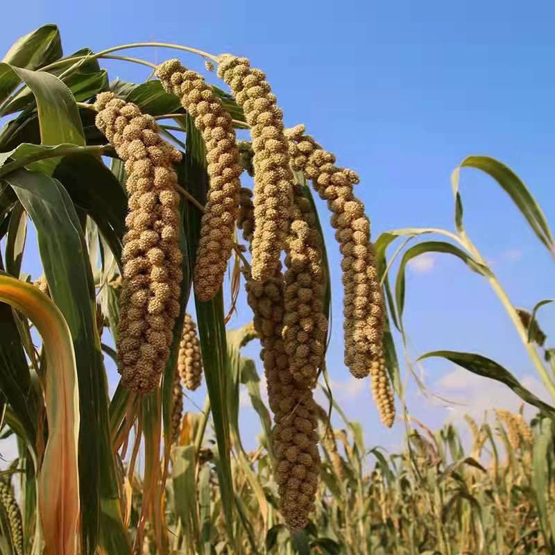 Ramen Noodles Hand Made Ramen Loe Price Wholesale Dried Noodles