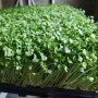 Naturix Non-GMO Arugula Seeds Vegetable Seeds for Indoor Salad Microgreens