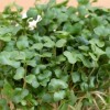 Naturix Non-GMO Arugula Seeds Vegetable Seeds for Indoor Salad Microgreens