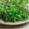 Naturix Non-GMO Arugula Seeds Vegetable Seeds for Indoor Salad Microgreens