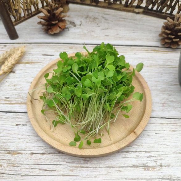 Naturix Non-GMO Arugula Seeds Vegetable Seeds for Indoor Salad Microgreens
