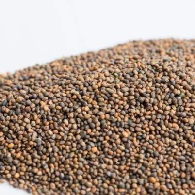 Naturix Non-GMO Arugula Seeds Vegetable Seeds for Indoor Salad Microgreens