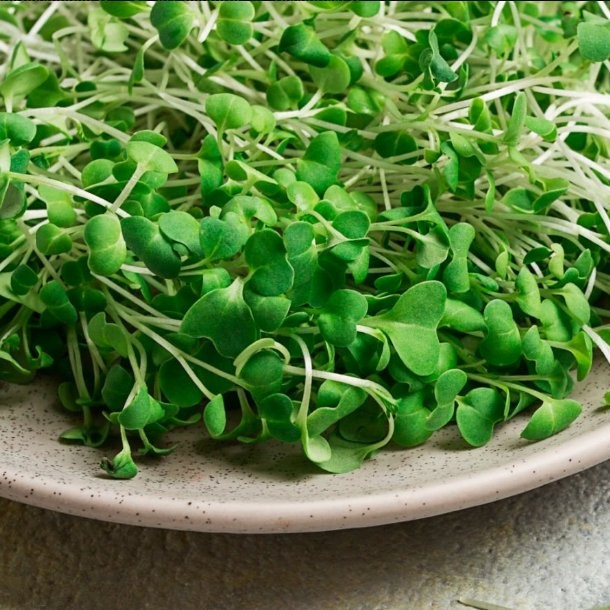 Premium Heirloom Vegetable Seeds Variety Pack for Home Gardens