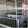 European Style Waterproof Pig Isolation Pens for Farm Use