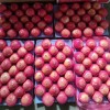 New Crop Wholesale OEM Preserved Fresh Red Delicious Star Full Blush FUJI Huaniu Apple