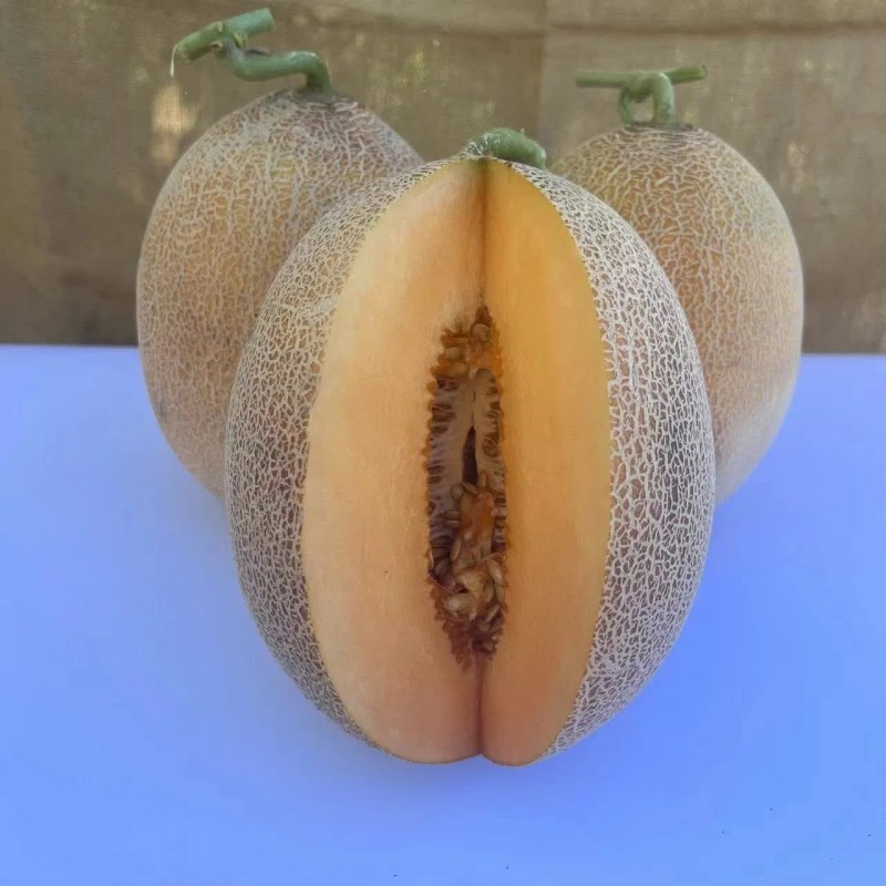 Hybrid F1 Net Hami Melon Seeds with Orange Flesh for Sowing