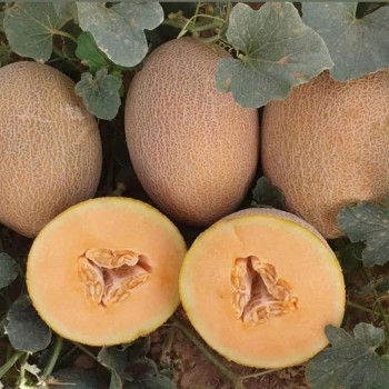 Hybrid F1 Net Hami Melon Seeds with Orange Flesh for Sowing