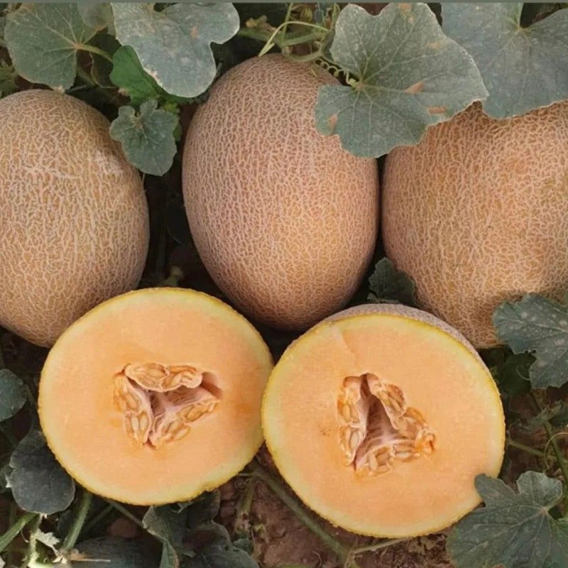 Hybrid F1 Net Hami Melon Seeds with Orange Flesh for Sowing