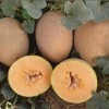 Hybrid F1 Net Hami Melon Seeds with Orange Flesh for Sowing