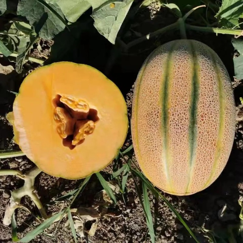 Hybrid F1 Net Hami Melon Seeds with Orange Flesh for Sowing