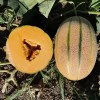Hybrid F1 Net Hami Melon Seeds with Orange Flesh for Sowing