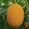Hybrid F1 Net Hami Melon Seeds with Orange Flesh for Sowing