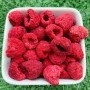 Fd Raspberry Suitable for Baking