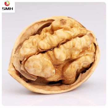 Wholesale/Distribution Dried Walnut in Shell From China